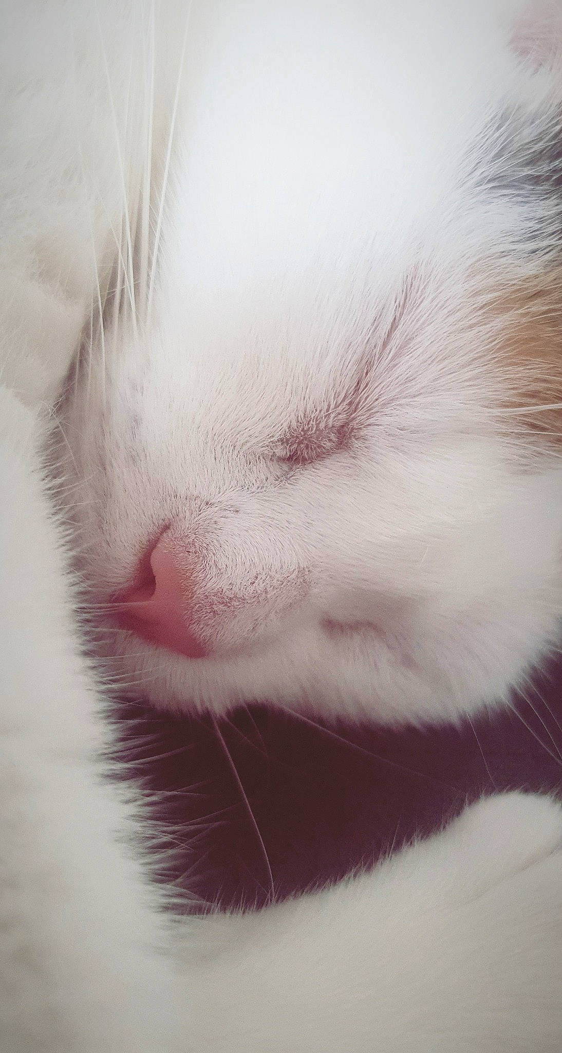 Lilou a rejoint le concours — aidez-le/la à gagner de superbes lots ! aegean_cat, carnivore, cat, close_up, ear, eye, face, felidae, fur, kitten, nap, nose, ragdoll, skin, sleep, small_to_medium_sized_cats, snout, turkish_angora, turkish_van, whiskers