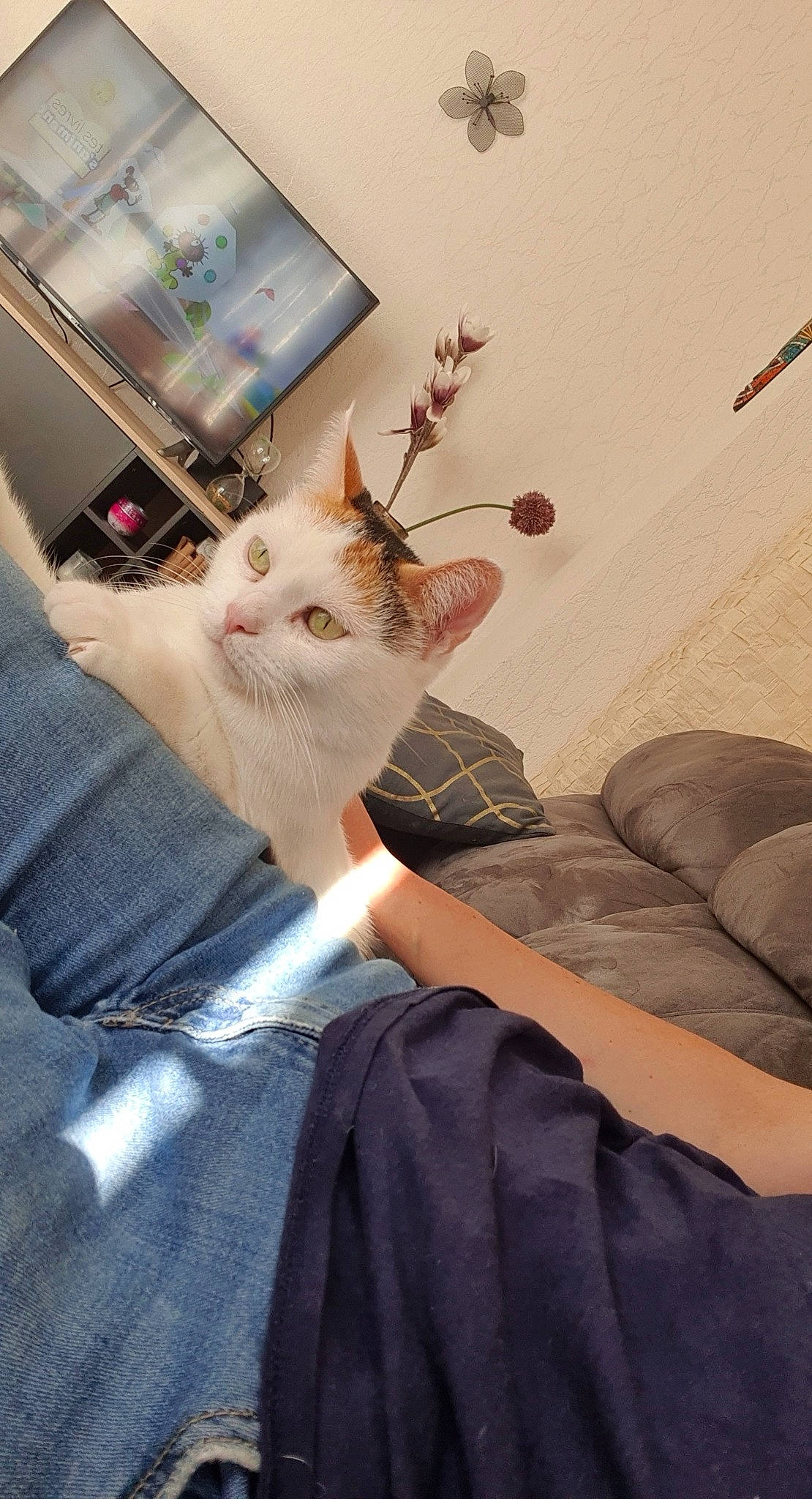 Lilou participe au concours pour gagner de l'argent avec cette photo : aegean_cat, carnivore, cat, domestic_short_haired_cat, fawn, felidae, fur, kitten, leg, norwegian_forest_cat, ojos_azules, small_to_medium_sized_cats, tail, turkish_angora, turkish_van, whiskers