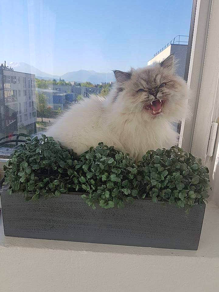 Callie participe au concours pour gagner de l'argent avec cette photo : british_longhair, british_semi_longhair, carnivore, cat, domestic_long_haired_cat, fawn, felidae, fur, himalayan, home, kitten, norwegian_forest_cat, persian, plant, ragamuffin, ragdoll, small_to_medium_sized_cats, tree, whiskers