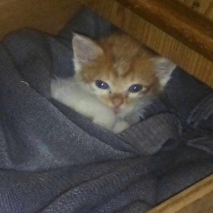 Riddle is registered to the contest to win money with this photo: animal, blanket, cat, cozy, curious, cute, ears, face, fur, indoor, kitten, orange_cat, paw, pet, resting, small, soft, white_cat, wood, young