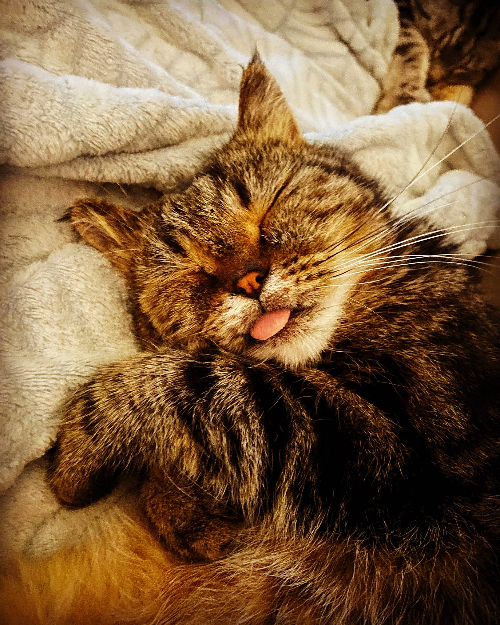 Léonard participe au concours pour gagner de l'argent avec cette photo : carnivore, cat, claw, comfort, domestic_short_haired_cat, felidae, fur, nap, paw, sleep, small_to_medium_sized_cats, snout, tail, terrestrial_animal, whiskers, wildlife, wood