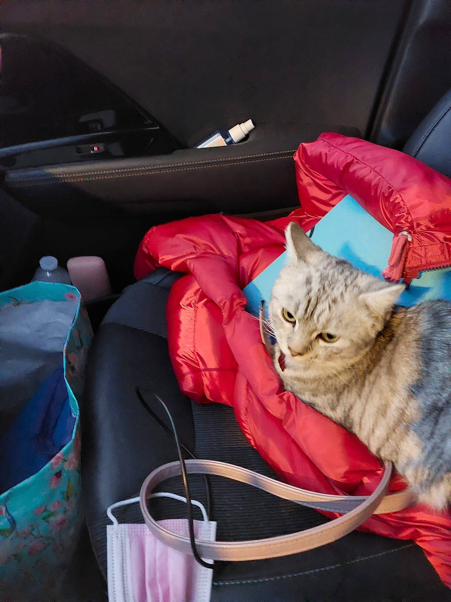 Tender participe au concours pour gagner de l'argent avec cette photo : auto_part, bag, baggage, car_seat, car_seat_cover, carnivore, cat, comfort, domestic_short_haired_cat, electric_blue, felidae, fur, head_restraint, linens, luggage_and_bags, personal_luxury_car, small_to_medium_sized_cats, tints_and_shades, vehicle_door, whiskers