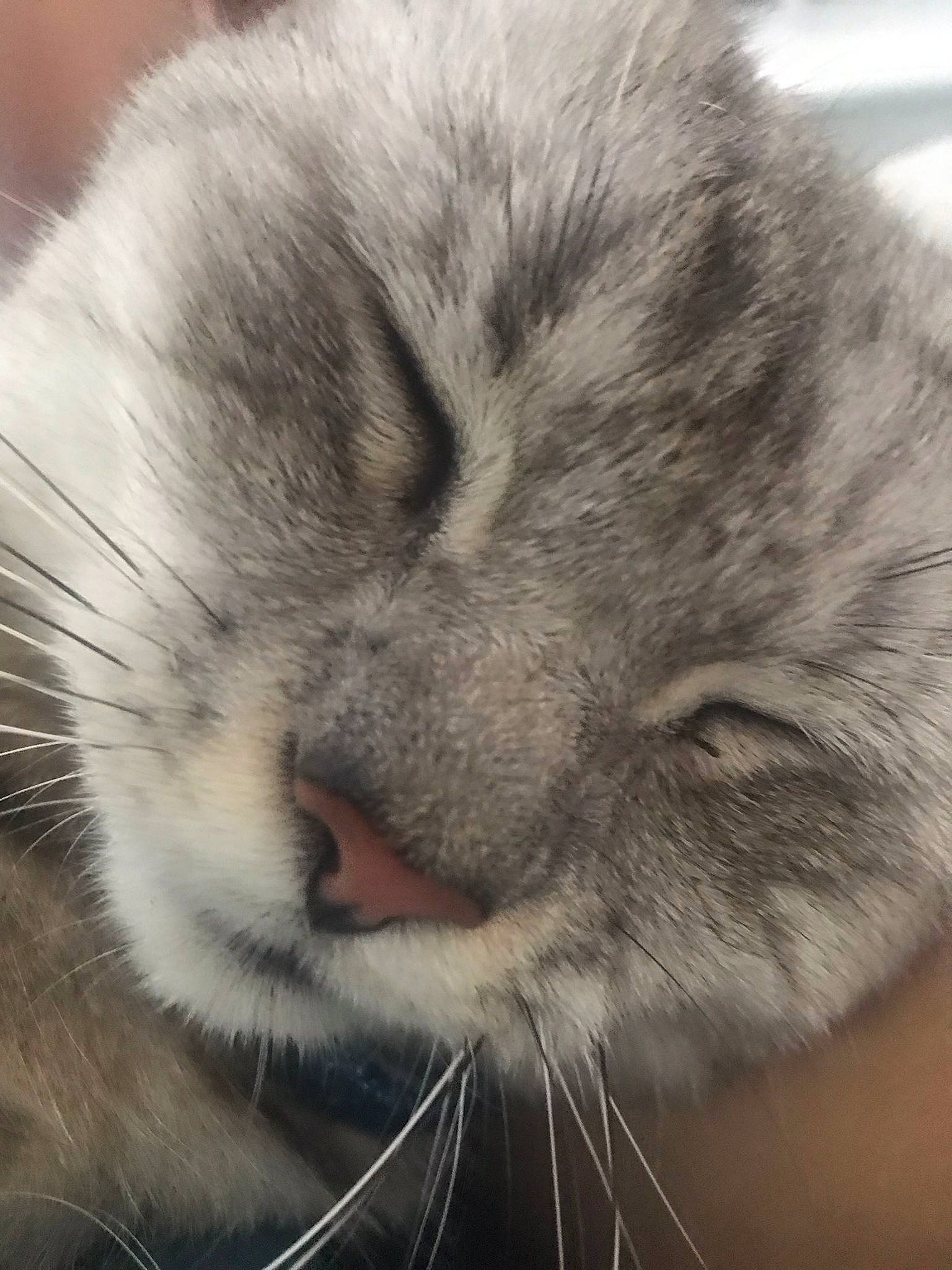 Tender a rejoint le concours — aidez-le/la à gagner de superbes lots ! carnivore, cat, close_up, comfort, domestic_short_haired_cat, felidae, fur, grey, iris, nap, nose, paw, photography, ragdoll, sleep, small_to_medium_sized_cats, snout, terrestrial_animal, whiskers