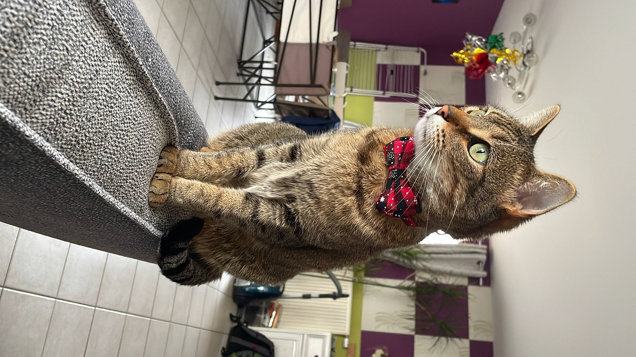 Mazikeen participe au concours pour gagner de l'argent avec cette photo : art, curtain, domestic_short_haired_cat, felidae, flooring, fur, houseplant, natural_material, room, small_to_medium_sized_cats, snout, sporting_group, tail, whiskers, working_animal