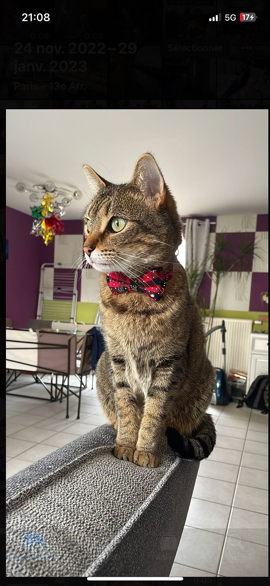 Mazikeen participe au concours pour gagner de l'argent avec cette photo : art, carnivore, cat, collar, domestic_short_haired_cat, fawn, felidae, flooring, fur, lynx, paw, picture_frame, plant, rectangle, sitting, small_to_medium_sized_cats, snout, tail, terrestrial_animal, whiskers