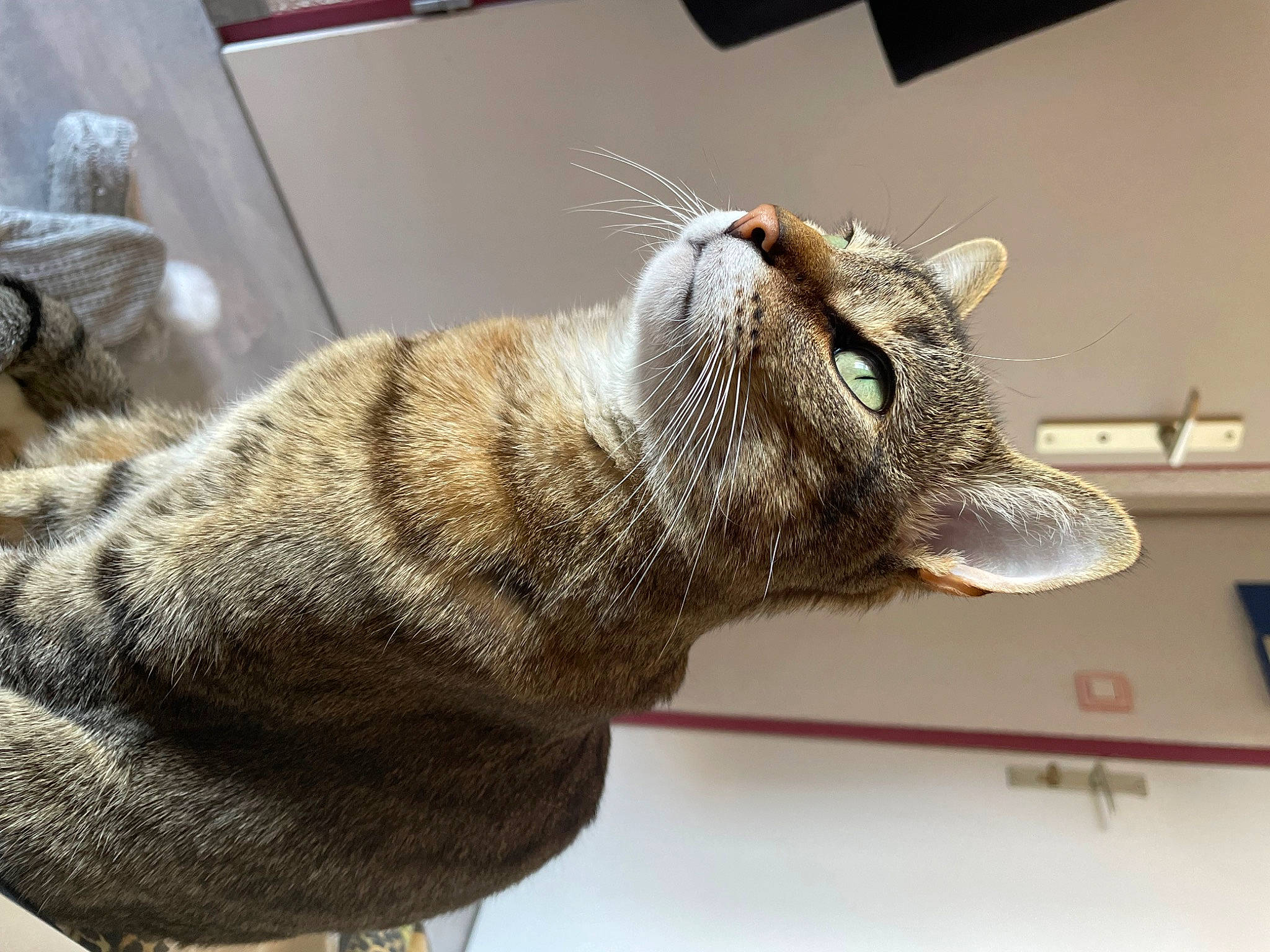 Mazikeen participe au concours pour gagner de l'argent avec cette photo : carnivore, cat, cat_supply, claw, comfort, domestic_short_haired_cat, ear, felidae, fur, grey, nap, paw, small_to_medium_sized_cats, snout, tail, terrestrial_animal, whiskers