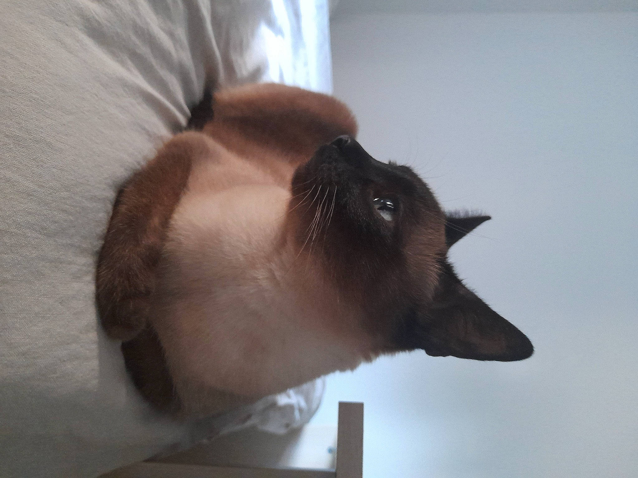 Louna