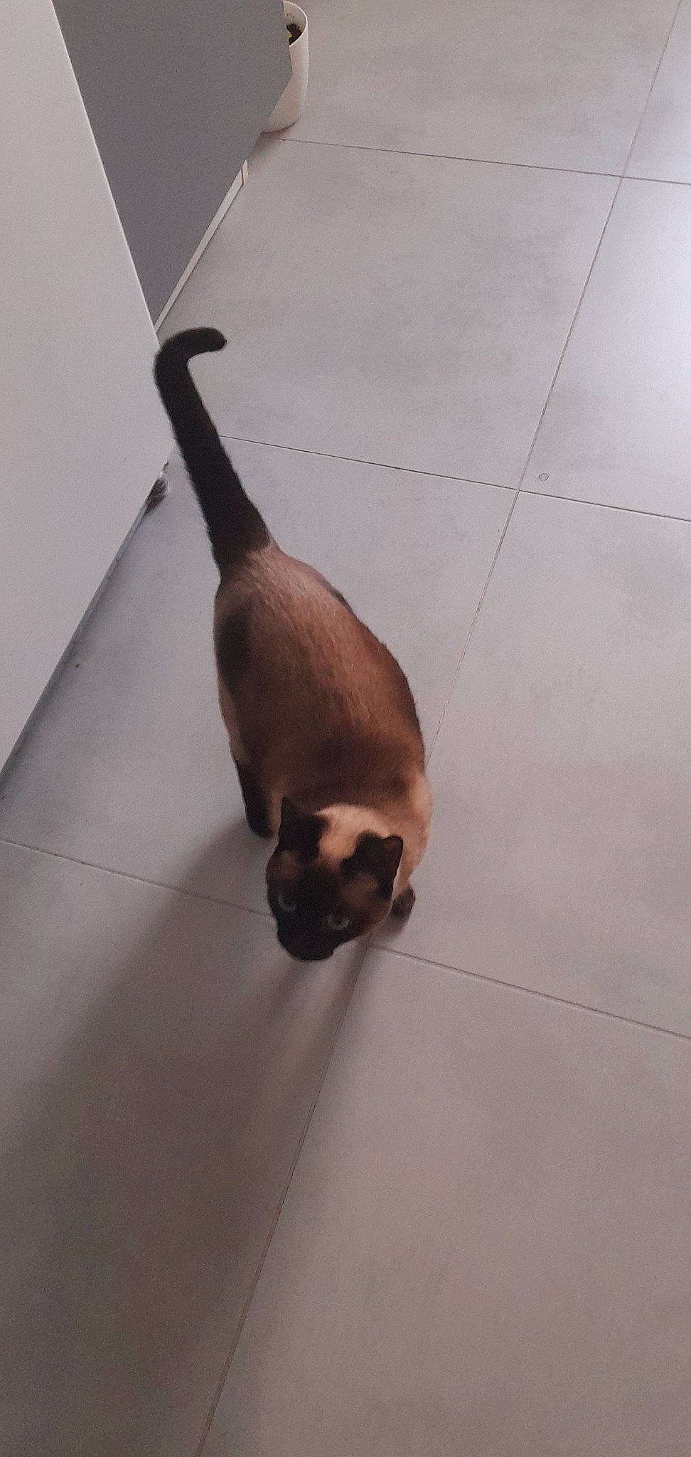 Louna participe au concours pour gagner de l'argent avec cette photo : canidae, carnivore, cat, fawn, felidae, floor, flooring, fur, hardwood, shadow, siamese, small_to_medium_sized_cats, snout, sporting_group, tail, terrestrial_animal, tile_flooring, whiskers, wood