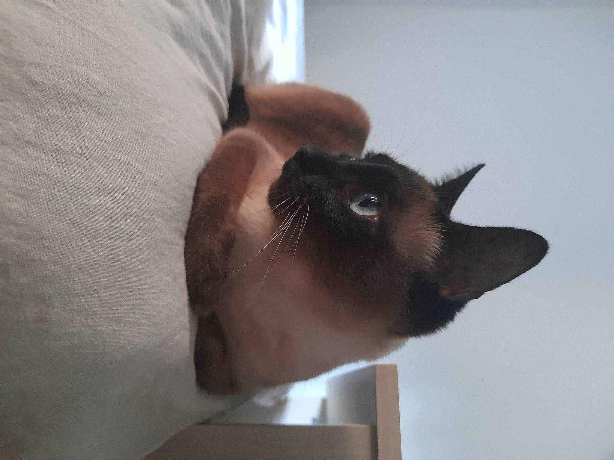 Louna participe au concours pour gagner de l'argent avec cette photo : balinese, carnivore, cat, comfort, dog_breed, domestic_short_haired_cat, ear, eyelash, fawn, felidae, fur, siamese, small_to_medium_sized_cats, tail, thai, tonkinese, whiskers, wood, working_animal