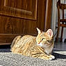 cat, tabby_cat, sunlight, indoor, wooden_door, chair, floor, mat, pet, feline, relaxing, domestic_animal, animal, whiskers, fur, paws, eyes, home, quiet, resting