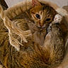 Must a rejoint le concours — aidez-le/la à gagner de superbes lots ! cat, tabby, basket, rope, indoor, pet, curled_up, cozy, fur, paw, cute, animal, resting, looking, whiskers, ears, feline, soft, sleepy, relaxed