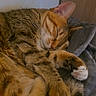 Must participe au concours pour gagner de l'argent avec cette photo : cat, tabby, sleeping, cozy, blanket, fur, pet, animal, cute, whiskers, paw, relaxed, indoor, resting, tail, soft, cute_pet, domestic_cat, feline, peaceful