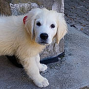 Bella participe au concours pour gagner de l'argent avec cette photo : puppy, dog, golden_retriever, fluffy, white_fur, portrait, outdoor, stone_step, cobblestone, paws, red_collar, sitting, looking_at_camera, cute, pet, animal, fur, nose, ears, street