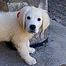 puppy, dog, golden_retriever, fluffy, white_fur, portrait, outdoor, stone_step, cobblestone, paws, red_collar, sitting, looking_at_camera, cute, pet, animal, fur, nose, ears, street