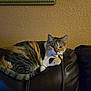 Venus joined the competition — help win amazing prizes! animal, calico, cat, cozy, curious, domestic_cat, ears, feline, framed_picture, fur, home, indoor, leather_couch, mammal, pet, relaxed, resting, tabby, wall, whiskers