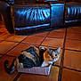 Venus is registered to the contest to win money with this photo: animal, box, calico, cardboard_box, cat, cute, domestic, ears, feline, floor, fur, home, indoor, leather_couch, pet, relaxed, sitting, tail, tile_floor, whiskers