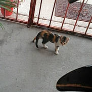 Venus is registered to the contest to win money with this photo: animal, black_chair, calico, cat, concrete, curious, feline, floor, home, kitten, metal, outdoor, pet, plant, porch, potted_plant, railing, red, small, walking
