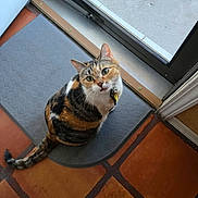 Venus joined the competition — help win amazing prizes! cat, calico, pet, indoor, mat, door, tile_floor, curious, looking_up, green_eyes, animal, domestic_cat, whiskers, tail, collar, floor, house, cute, feline, sitting