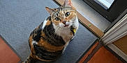 Venus joined the competition — help win amazing prizes! animal, calico, cat, collar, curious, cute, domestic_cat, door, feline, floor, green_eyes, house, indoor, looking_up, mat, pet, sitting, tail, tile_floor, whiskers