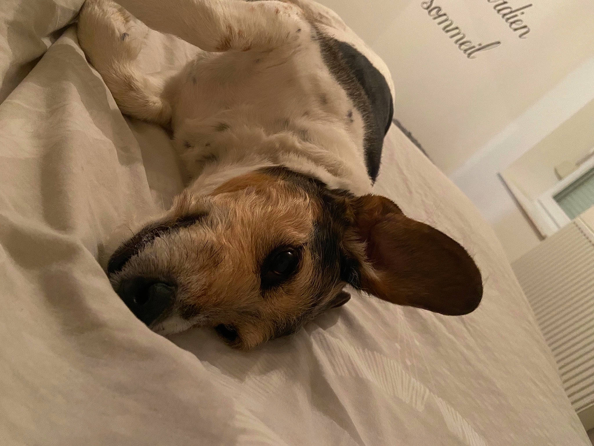 Logan participe au concours pour gagner de l'argent avec cette photo : bed, bedding, canidae, carnivore, comfort, companion_dog, dog, dog_breed, duvet, fawn, fur, linens, paw, room, snout, sporting_group, terrestrial_animal, textile, whiskers, working_animal
