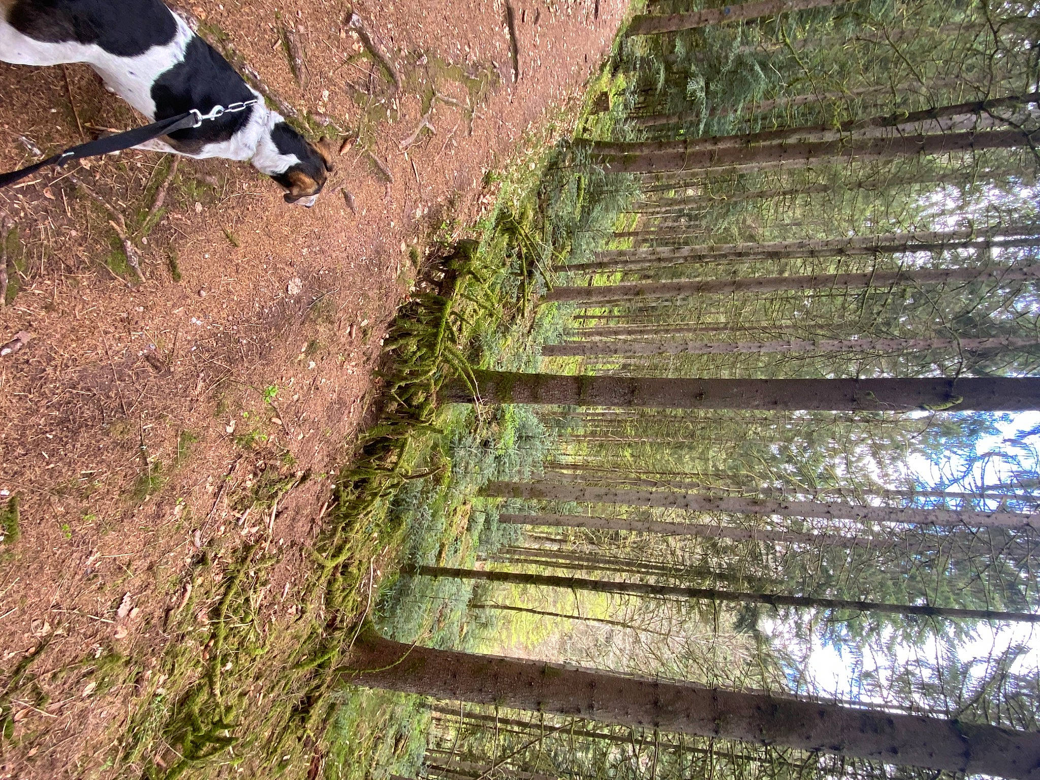 Logan participe au concours pour gagner de l'argent avec cette photo : carnivore, companion_dog, dog, dog_breed, grass, groundcover, landscape, line, natural_landscape, path, plant, shadow, slope, soil, tail, track, tree, trunk, wood, working_animal