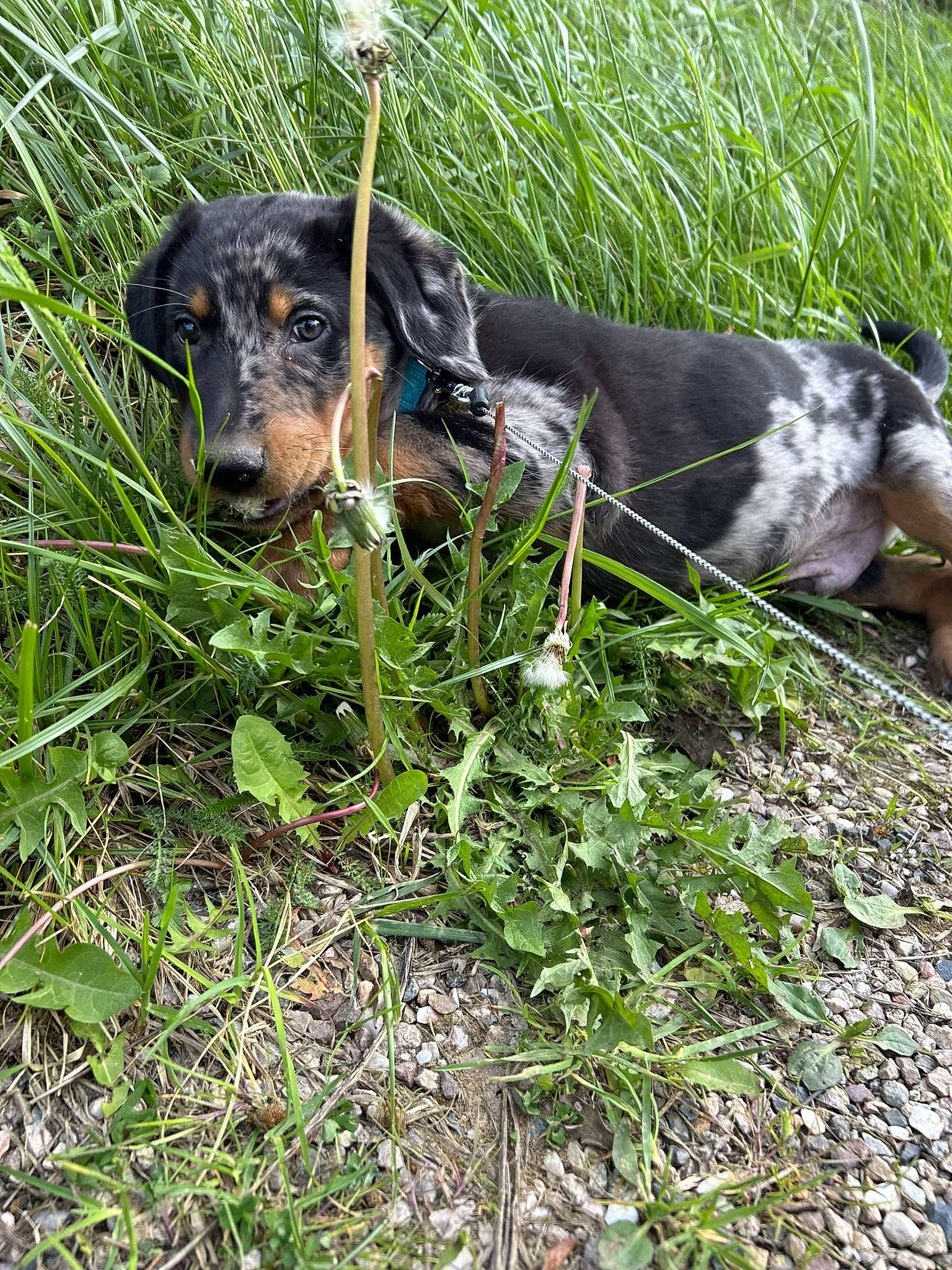 Vasco participe au concours pour gagner de l'argent avec cette photo : canidae, carnivore, companion_dog, dog, dog_breed, grass, groundcover, hound, hunting_dog, plant, scent_hound, snout, sporting_group, terrestrial_animal, working_animal, working_dog