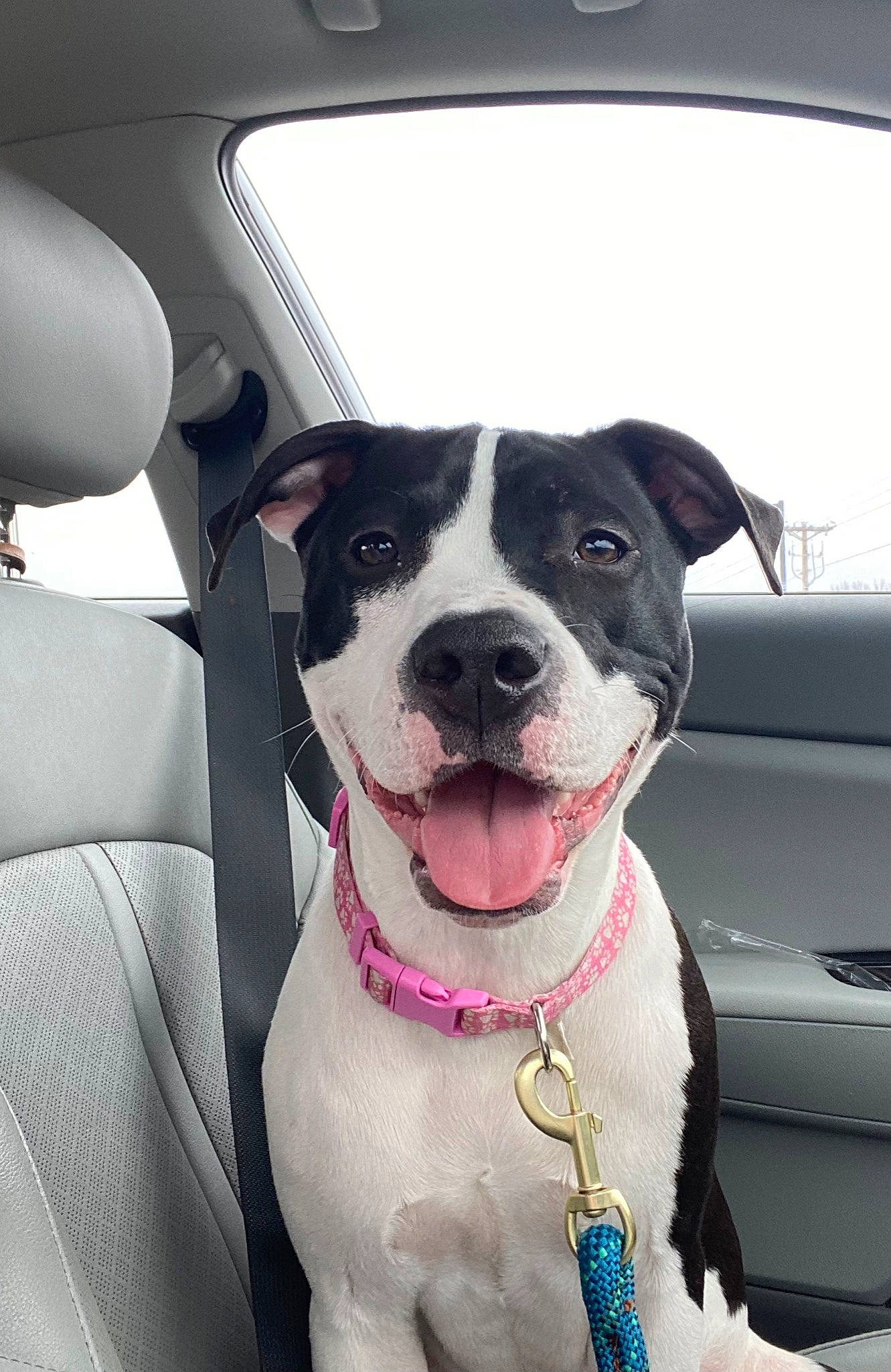Luna is registered to the contest to win money with this photo: canidae, car, car_seat, car_seat_cover, carnivore, collar, companion_dog, dog, dog_breed, dog_collar, family_car, head_restraint, snout, sporting_group, vehicle, vehicle_door, whiskers, white, window, working_animal