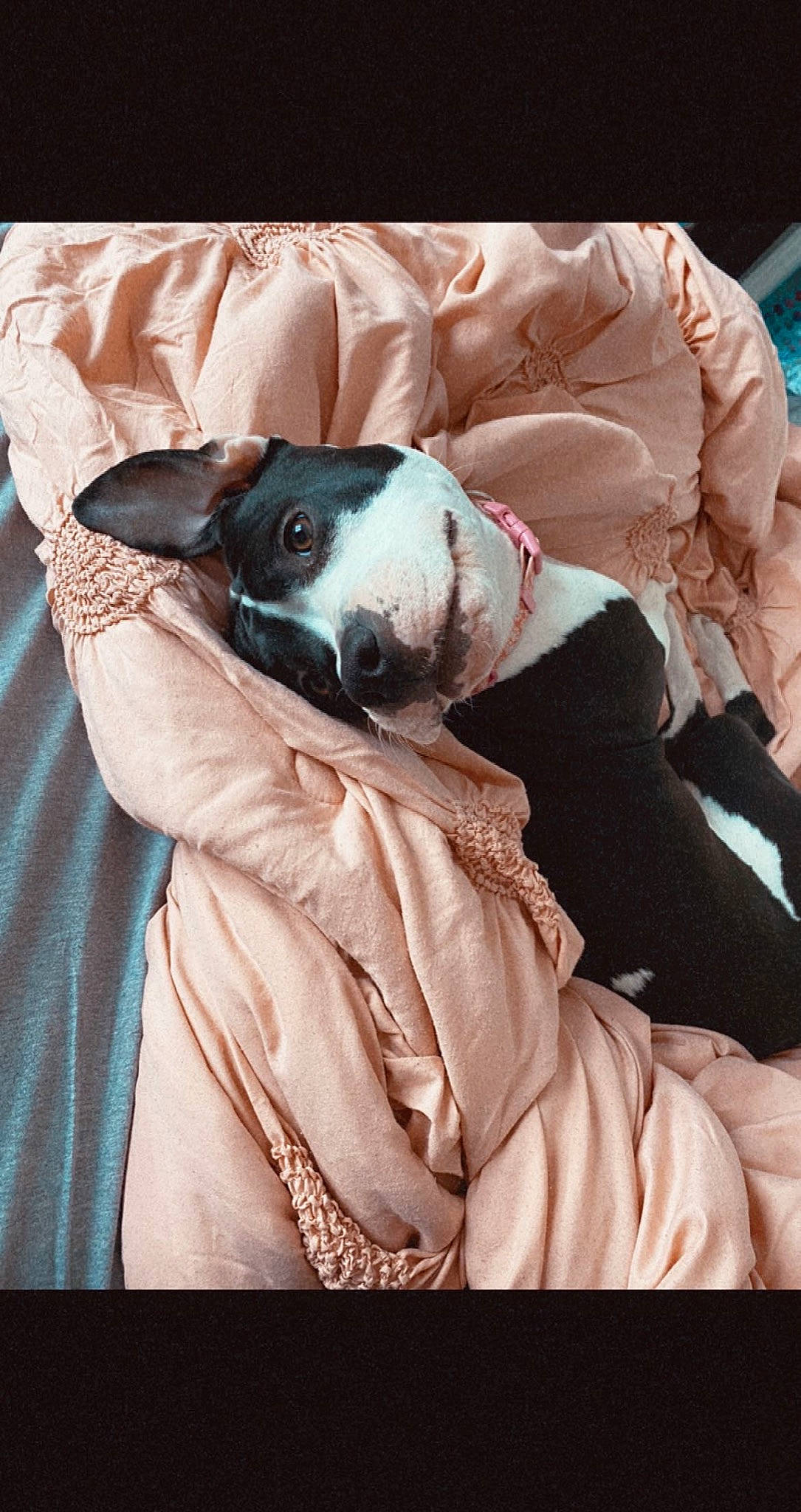 Luna is registered to the contest to win money with this photo: bed, bedding, boston_terrier, carnivore, comfort, companion_dog, couch, dog, dog_breed, fawn, felidae, linens, pillow, sleeve, small_to_medium_sized_cats, snout, sporting_group, textile, toy_dog, whiskers