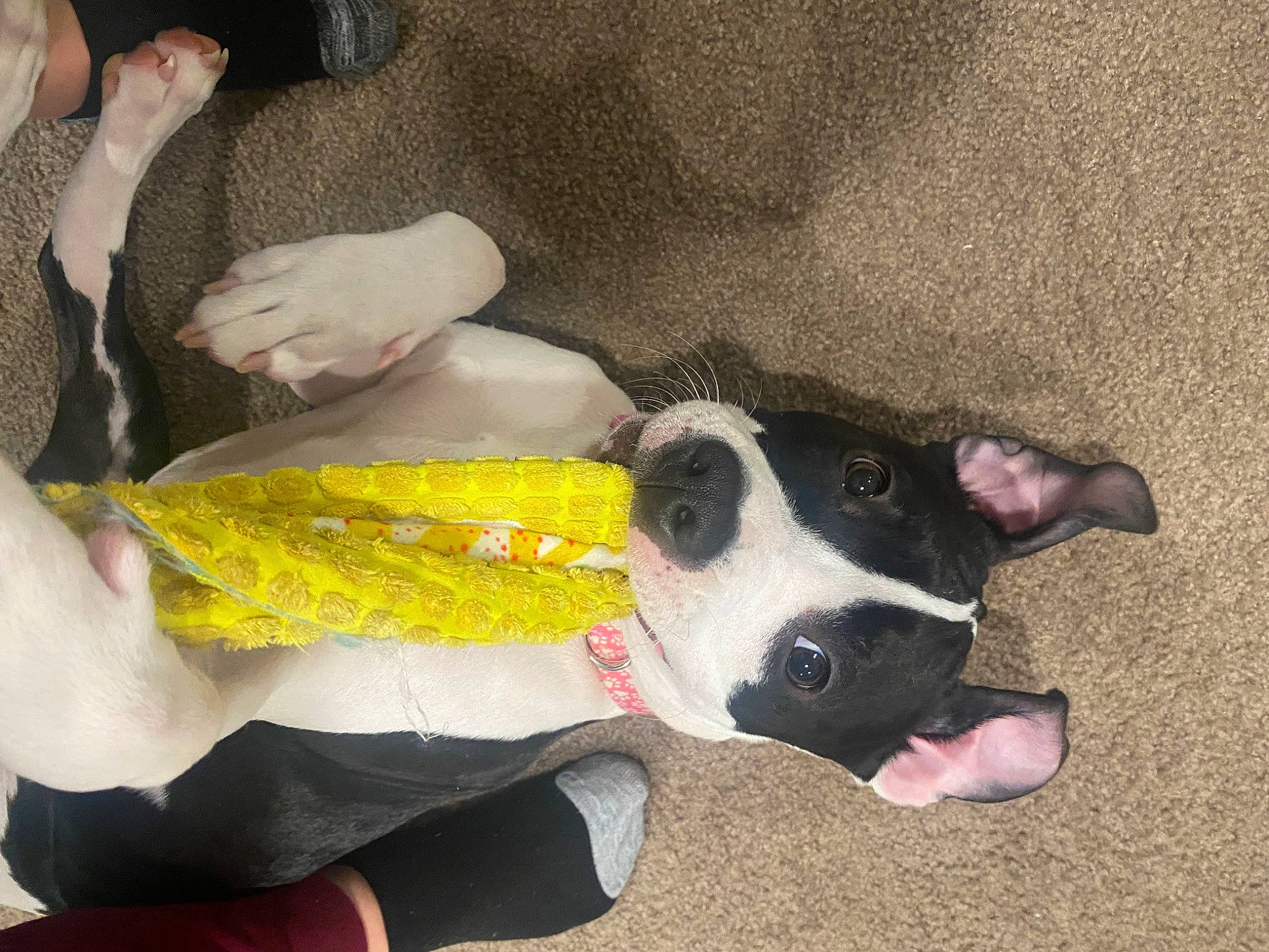 Luna joined the competition — help win amazing prizes! canidae, carmine, carnivore, collar, comfort, companion_dog, couch, dog, dog_breed, dog_supply, fawn, fur, human_leg, lap, linens, paw, sporting_group, tail, thigh, working_animal