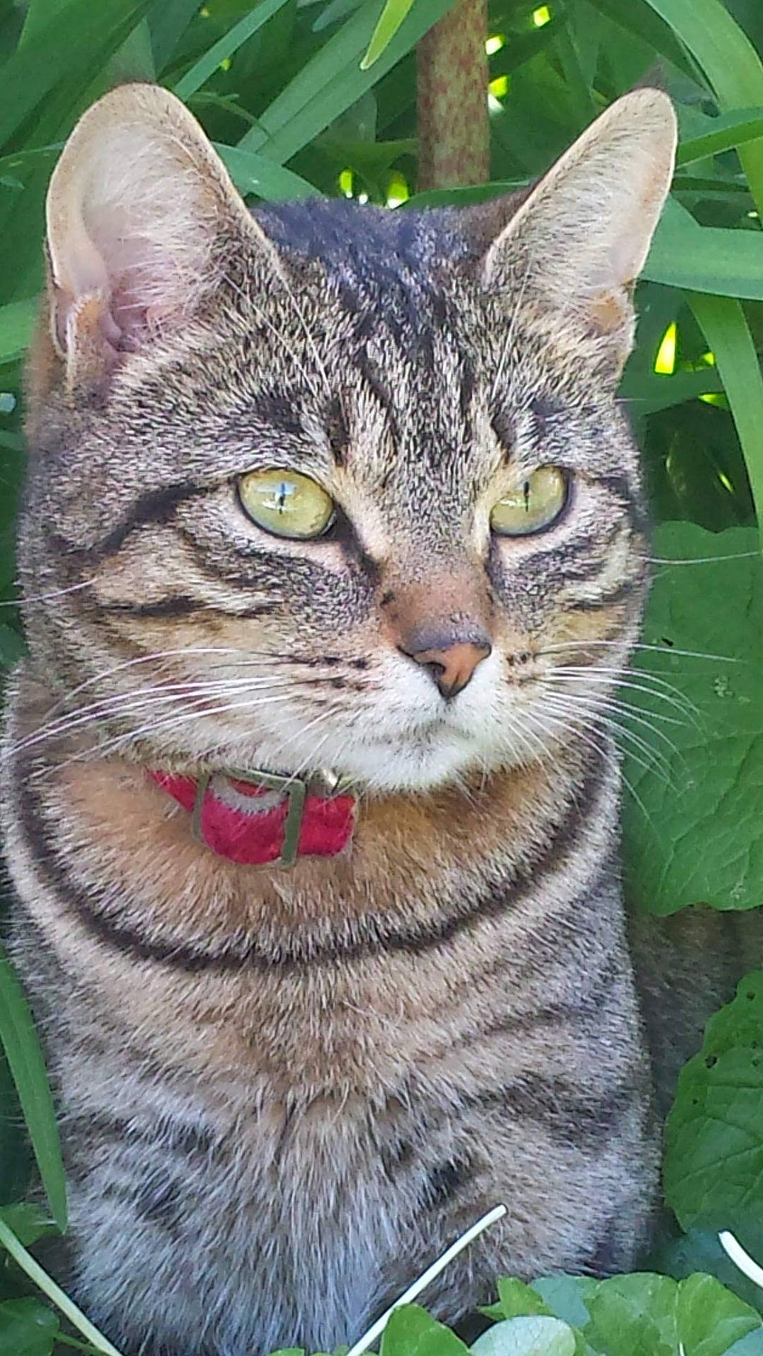 Lola is registered to the contest to win money with this photo: american_shorthair, cat, cat_like_mammal, domestic_short_haired_cat, european_shorthair, fauna, mammal, pixie_bob, small_to_medium_sized_cats, tabby_cat, vertebrate, whiskers, wild_cat, yawn