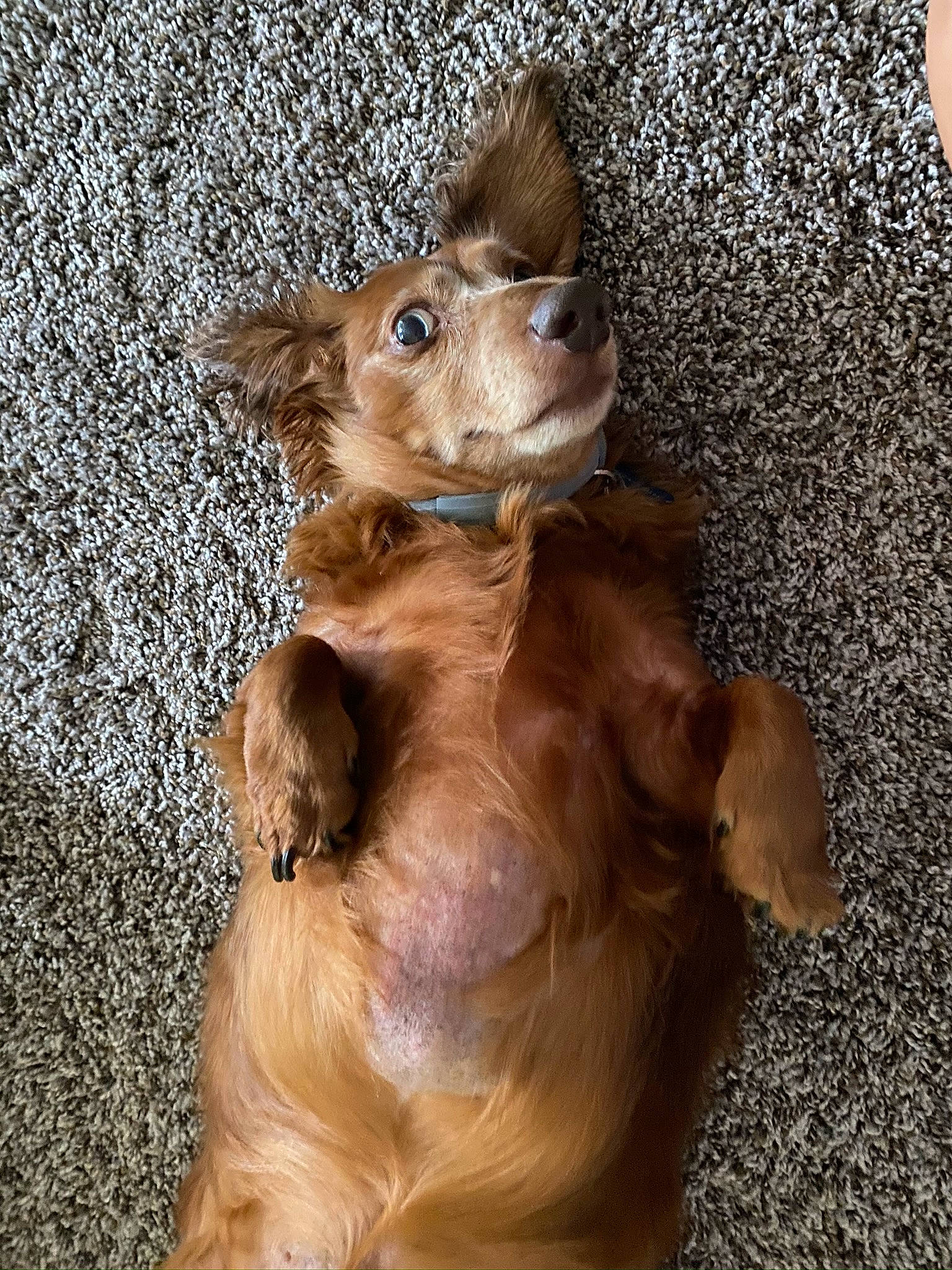 Buddy joined the competition — help win amazing prizes! brown, carnivore, companion_dog, dog, dog_breed, fur, liver, terrestrial_animal, toy_dog, whiskers, wood, working_animal