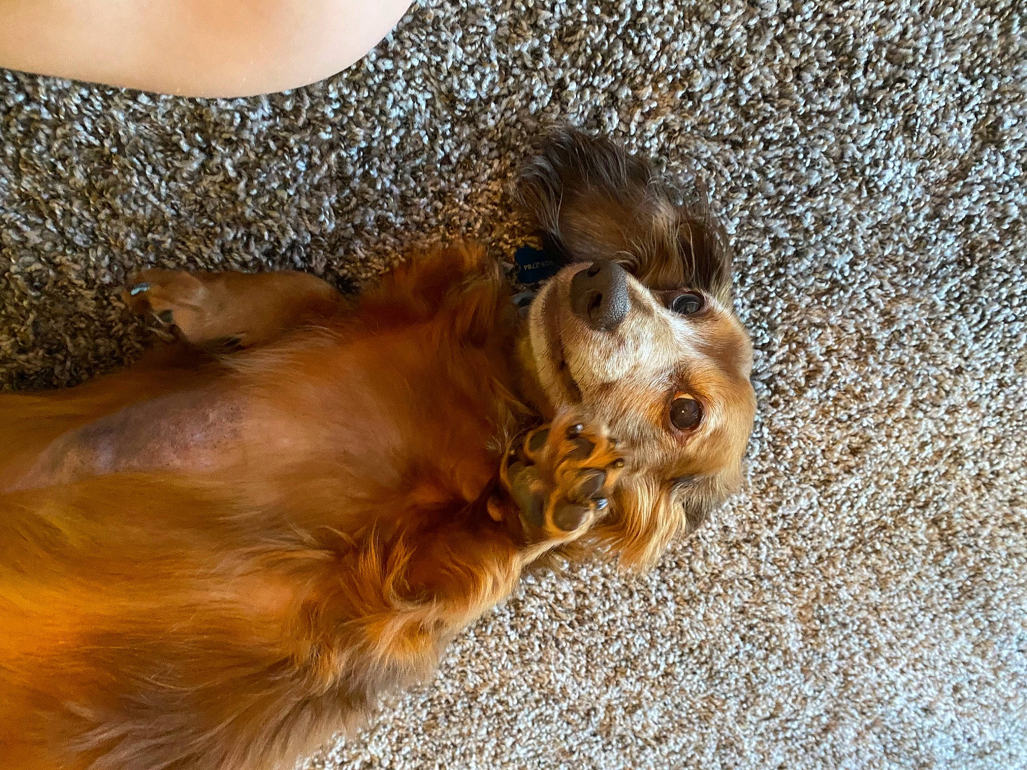 Buddy is registered to the contest to win money with this photo: big_cats, carnivore, companion_dog, dog, dog_breed, fawn, felidae, jewellery, lion, liver, mammal, masai_lion, paw, sleeveless_shirt, snout, sporting_group, tail, terrestrial_animal, vertebrate, whiskers