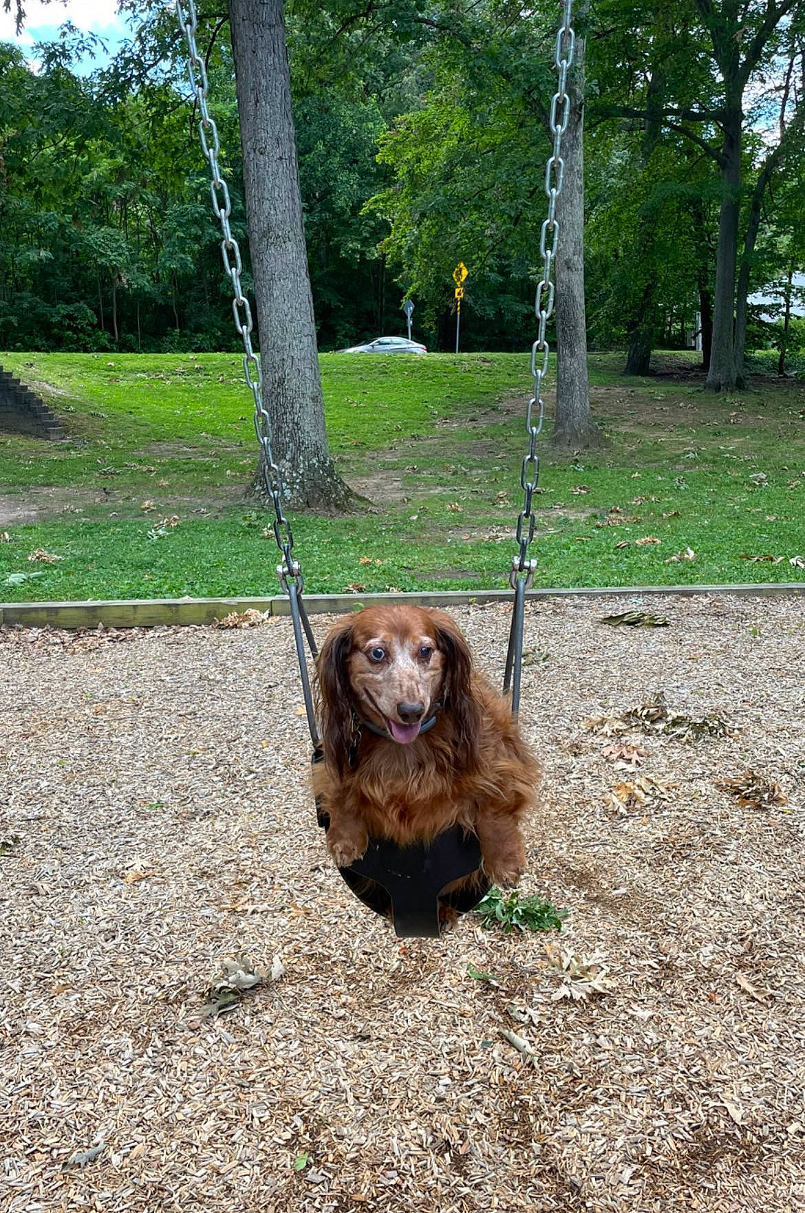 Buddy is registered to the contest to win money with this photo: canidae, carnivore, companion_dog, dog, dog_breed, fawn, fur, grass, leash, leisure, liver, plant, shade, snout, spaniel, sporting_group, terrestrial_animal, tree, wood, working_animal