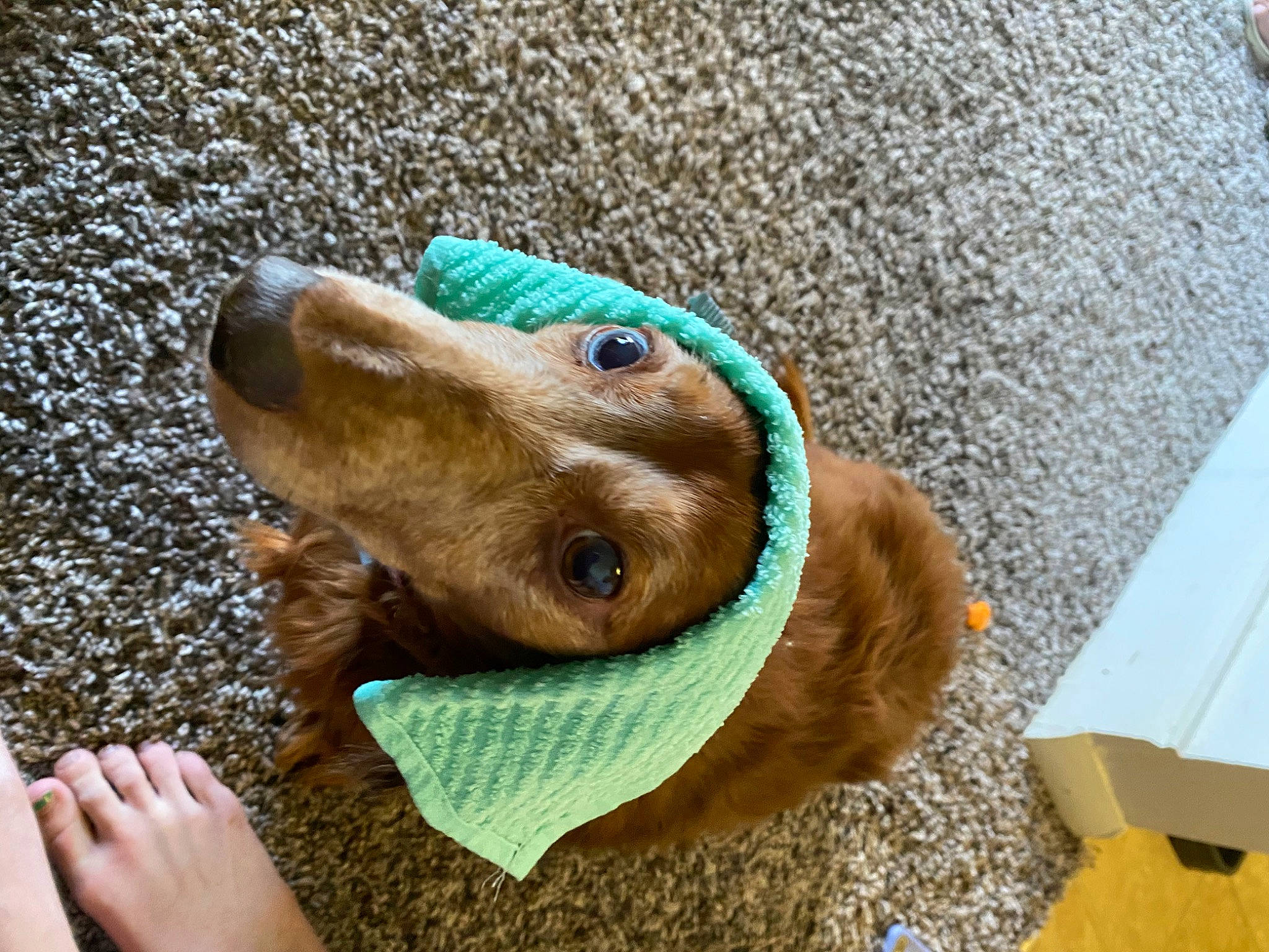 Buddy is registered to the contest to win money with this photo: canidae, carnivore, companion_dog, dog, dog_breed, dog_clothes, ear, fashion_accessory, fawn, fur, liver, personal_protective_equipment, pet_supply, recreation, snout, sporting_group, vertebrate, wood, working_animal, wrinkle