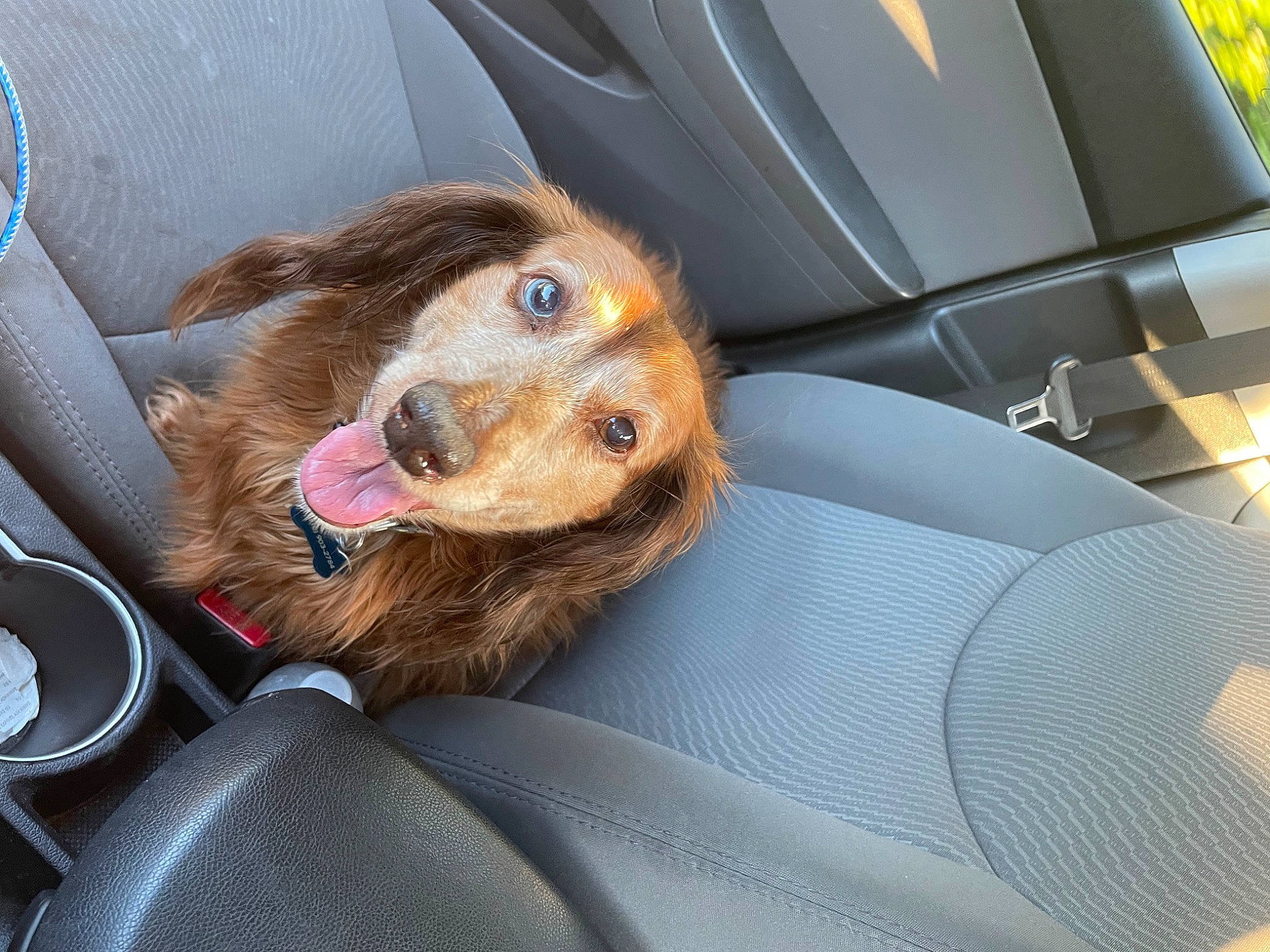 Buddy joined the competition — help win amazing prizes! auto_part, automotive_exterior, car, car_seat, car_seat_cover, carnivore, companion_dog, dog, dog_breed, door, family_car, fawn, motor_vehicle, personal_luxury_car, seat_belt, snout, sporting_group, vehicle, vehicle_door, whiskers