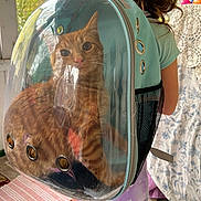 Thaddeus is registered to the contest to win money with this photo: backpack, bubble_backpack, cat, child, clothing, curious, cute, hair, indoor, mesh_pocket, natural_light, orange_tabby, patterned_rug, pet_carrier, room, shorts, tablecloth, transparent, window, zipper