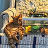 Thaddeus is registered to the contest to win money with this photo: armchair, artificial_flowers, blue_and_white, cat, cozy, cute, decorative_hearts, domestic_cat, flower_arrangement, furniture, household, indoor, orange_tabby, patterned_fabric, pets, relaxed, resting, shadows, sunlight, wall_decor