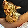Thaddeus joined the competition — help win amazing prizes! animal, arm, cat, close_up, cozy, cute, domestic_cat, feline, fur, ginger_cat, indoor, nap, paw, pet, relaxed, resting, skin, sleeping, soft, whiskers