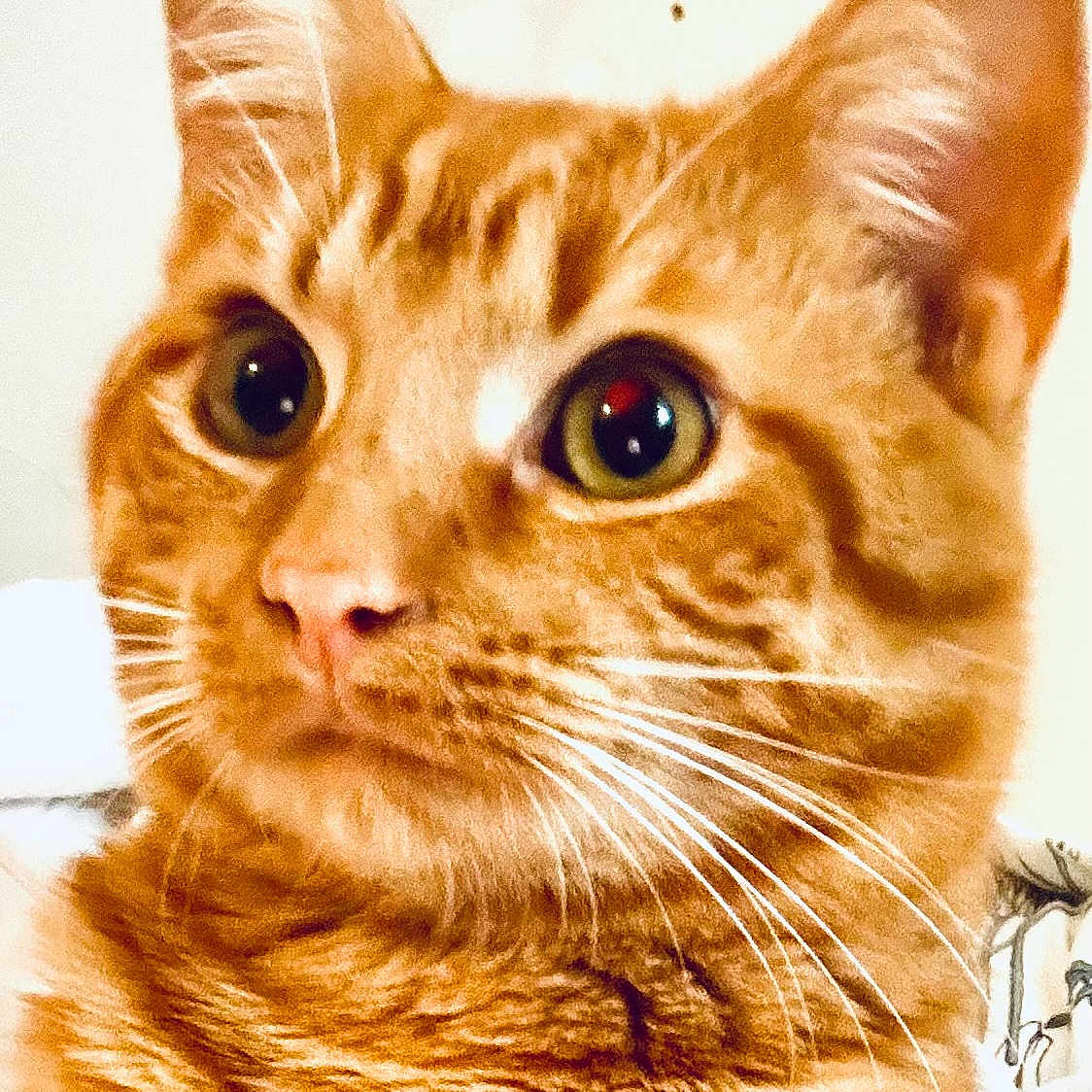 Thaddeus joined the competition — help win amazing prizes! alert, animal, cat, close_up, curious, cute, domestic_cat, ears, eyes, face, feline, fur, indoor, looking_away, mammal, orange_tabby, pet, portrait, soft_background, whiskers