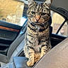 cat, tabby, animal, pet, feline, car, interior, seat, console, window, door, fur, whiskers, ears, paw, portrait, looking, indoor, cute, domestic
