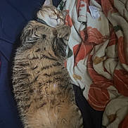 Luna joined the competition — help win amazing prizes! cat, tabby, sleeping, blanket, indoor, fur, pet, relaxed, cozy, striped, animal, whiskers, paw, bed, resting, cute, domestic, feline, soft, comfort