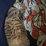 cat, tabby, sleeping, blanket, indoor, fur, pet, relaxed, cozy, striped, animal, whiskers, paw, bed, resting, cute, domestic, feline, soft, comfort