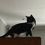 Little Bean joined the competition — help win amazing prizes! cat, black_and_white, indoor, wood, furniture, ceiling, curious, pet, animal, standing, side_view, domestic_cat, whiskers, four_legs, tail, quiet, calm, household, mammal, looking_away