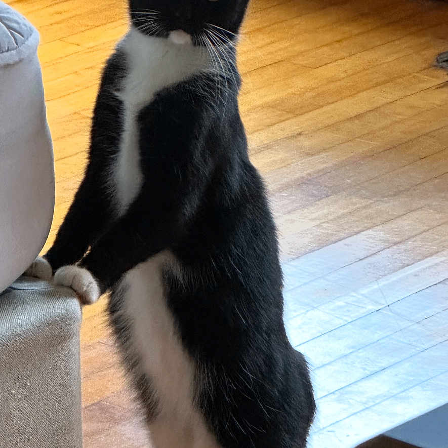 Little Bean is registered to the contest to win money with this photo: animal, black_and_white, cat, couch, curious, domestic, ears, eyes, furniture, home, indoor, light, paws, pet, shadow, standing, tail, tuxedo_cat, whiskers, wood_floor