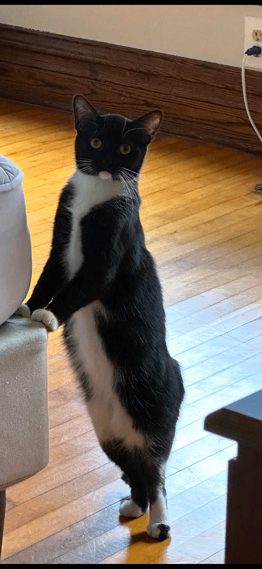 Little Bean is registered to the contest to win money with this photo: cat, tuxedo_cat, standing, indoor, wood_floor, couch, curious, pet, animal, black_and_white, whiskers, paws, ears, eyes, tail, furniture, home, domestic, light, shadow
