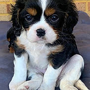 Misty is registered to the contest to win money with this photo: puppy, dog, cavalier_king_charles_spaniel, tricolor, fluffy, cute, pet, animal, sitting, cushion, indoor, close_up, young, fur, black, white, brown, face, ears, paw