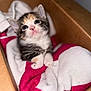 Blue is registered to the contest to win money with this photo: kitten, cat, baby_animal, cardboard_box, blanket, soft_texture, fur, cute, small, pet, indoor, cozy, animal, whiskers, paws, looking_up, young, domestic_cat, sleeping_area, resting