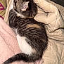 Blue joined the competition — help win amazing prizes! kitten, sleeping, cat, fur, tail, blanket, quilt, cozy, cute, pet, animal, resting, indoor, soft, comfort, domestic, young, tabby, white, striped