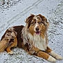 animal, australian_shepherd, blue_eyes, canine, cold, dog, fluffy, fur, grass, ground, outdoor, paws, pet, portrait, sitting, smiling, snow, tongue_out, white_background, winter