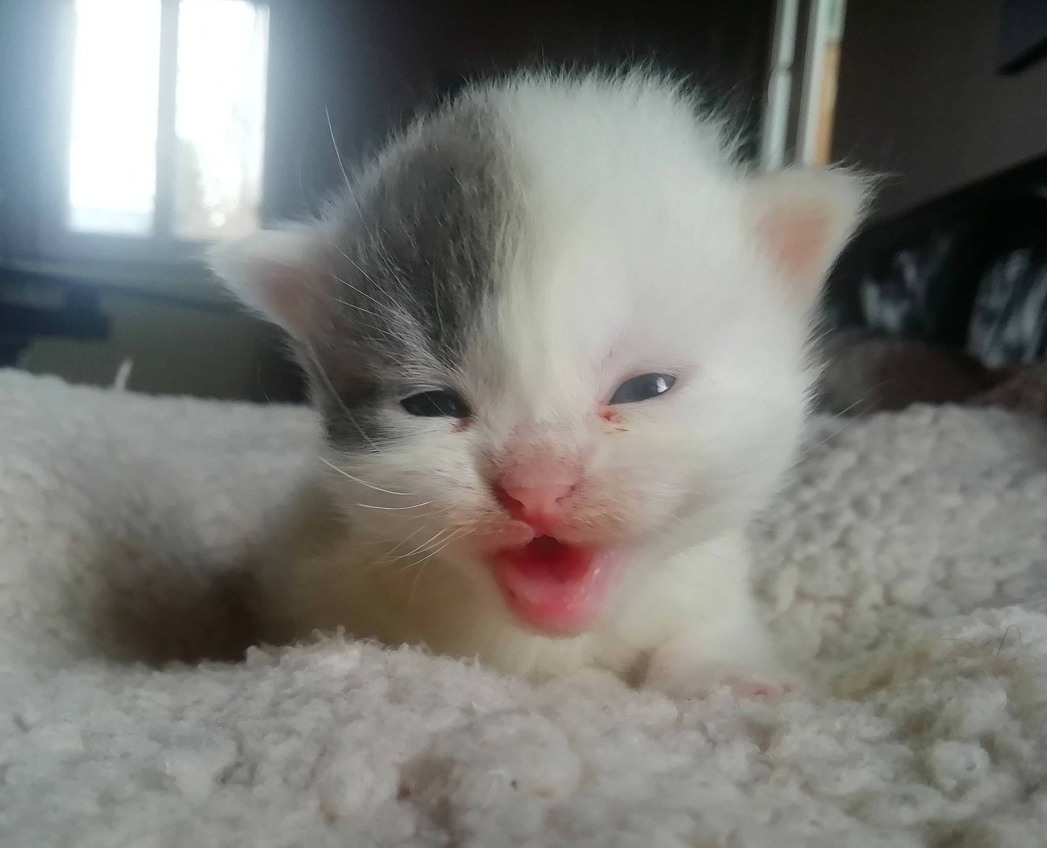 Souris a rejoint le concours — aidez-le/la à gagner de superbes lots ! asian, burmilla, carnivore, cat, domestic_short_haired_cat, eye, felidae, fur, kitten, mammal, nose, ojos_azules, ragdoll, skin, small_to_medium_sized_cats, snout, turkish_angora, turkish_van, vertebrate, whiskers